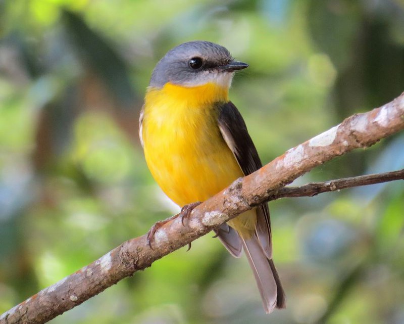 The Eastern Yellow Robin