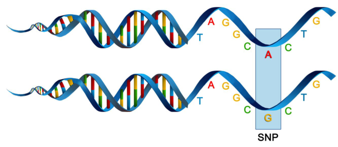 Figure 2. A diagram illustrating what is meant by a SNP (single point polymorphism)